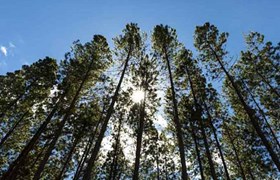 Forest Chain of Custody