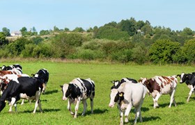 Verpackungen für Molkereiprodukte, Bag-in-Box, Verpackungen für flüssige Produkte