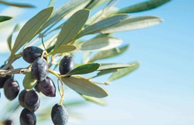 Bag-in-Box, Verpackungen für Speiseöl, Verpackungen für Speiseöl, Verpackungen für Olivenöl
