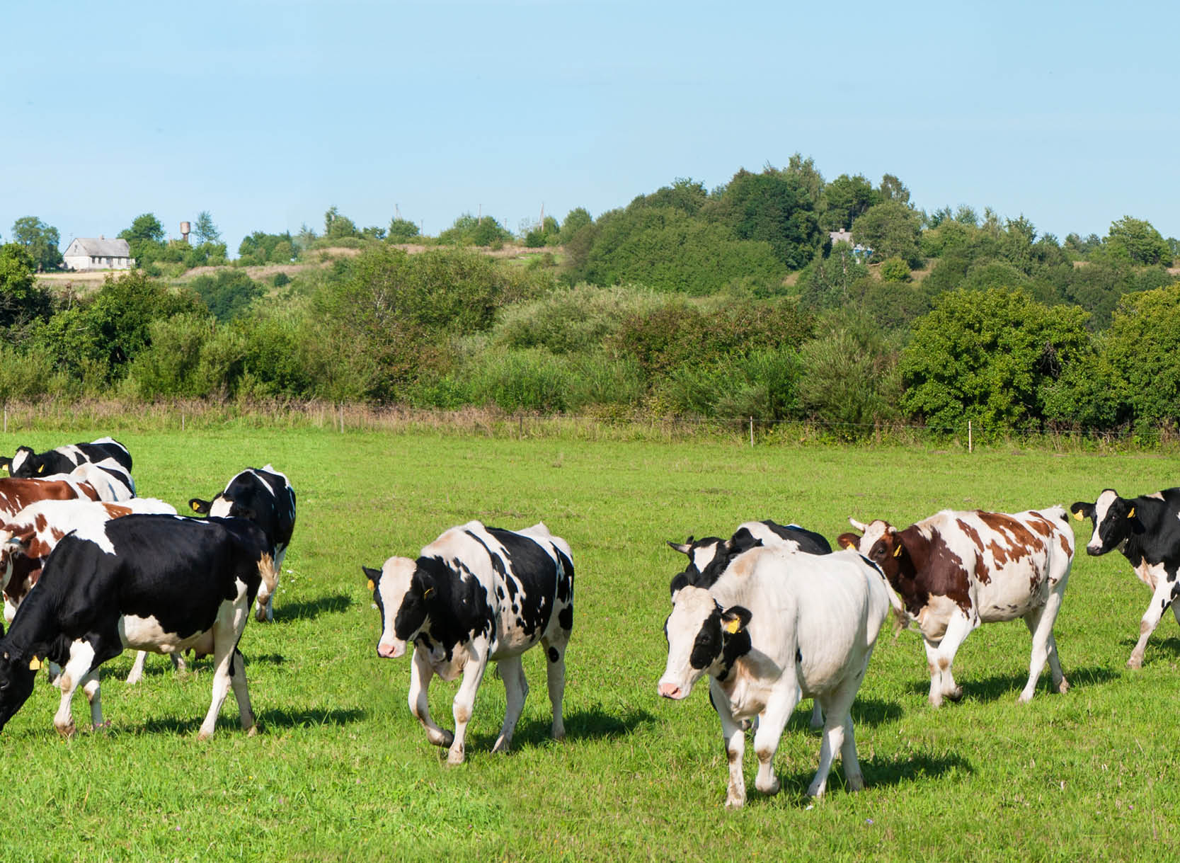 Photo d'un troupeau de vache