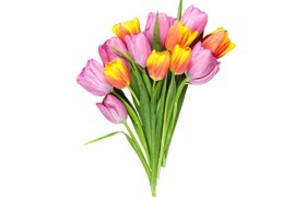 Présentation de fleurs