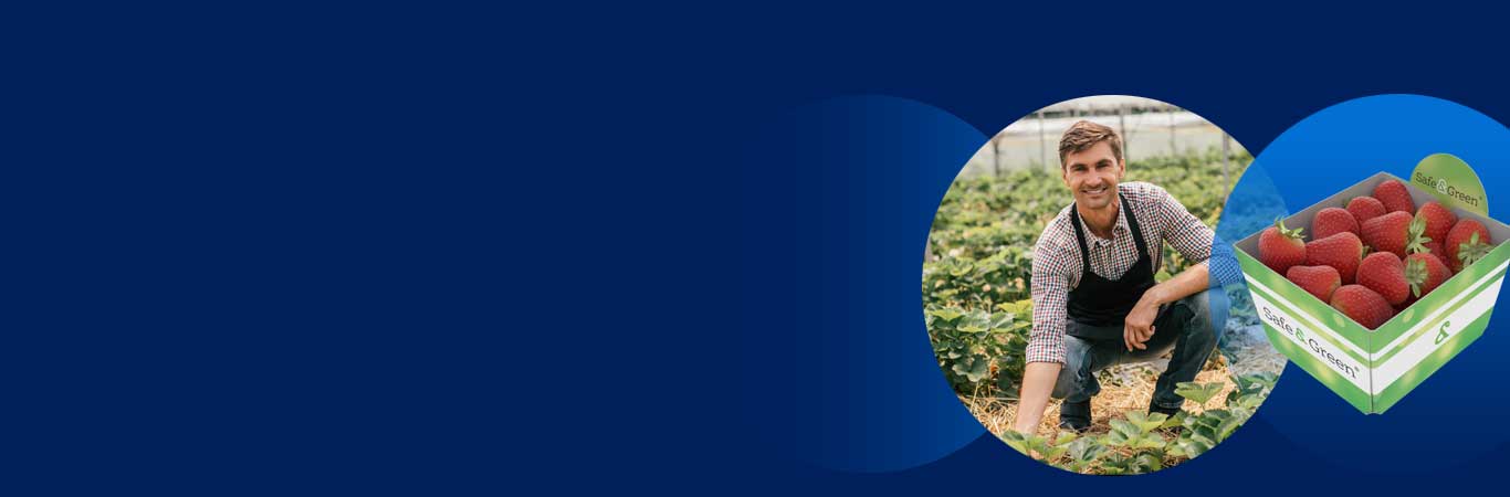 Cestos biodegradáveis, Cestos de frutas e vegetais