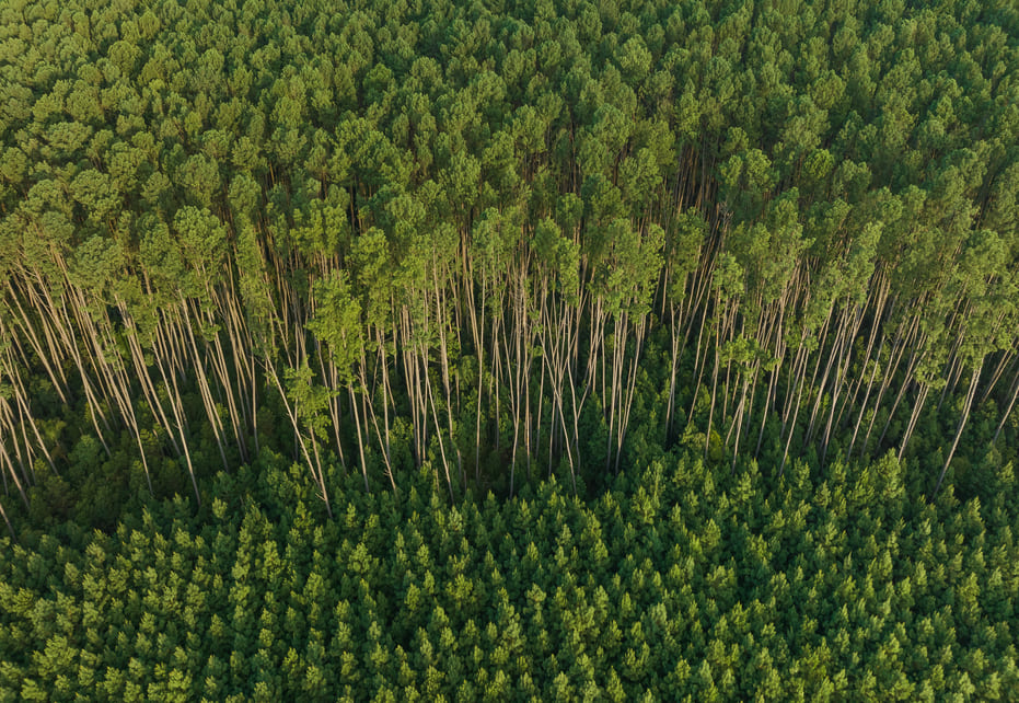 Embalagens sustentáveis: a proposta da Better Planet Packaging