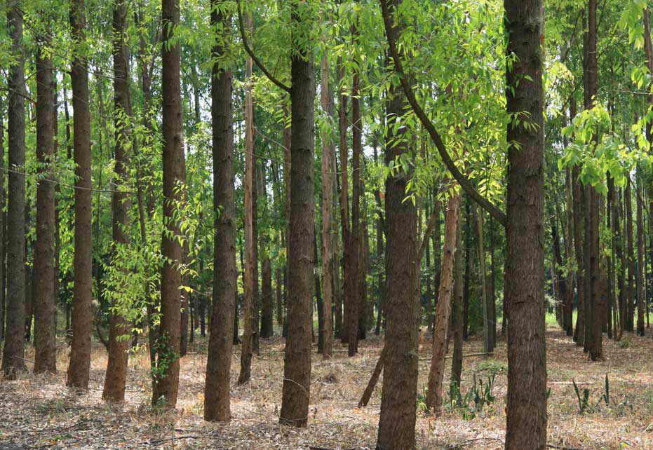 Em Três Barras (SC), resíduo orgânico industrial vira adubo e ajuda agricultores familiares a produzir mais e gastar menos