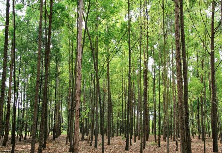 Plantación forestal comercial de árboles alineados y en crecimiento, con suelo cubierto de hojas secas y luz natural. 