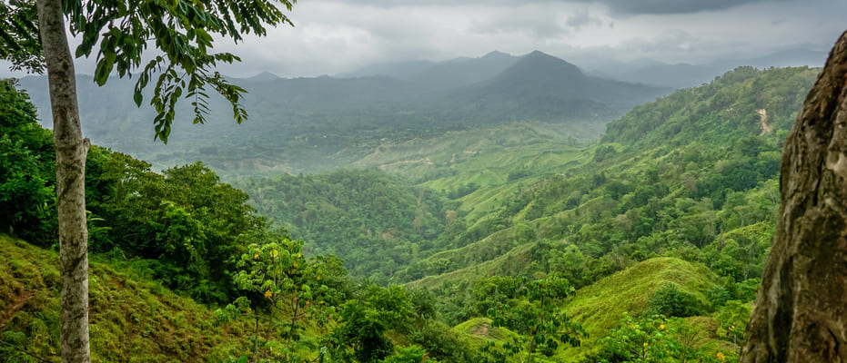 Bosque natural colombiano