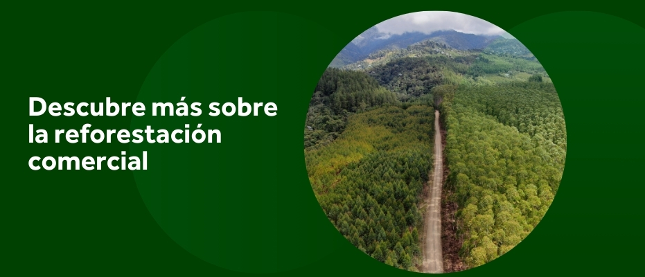 Plantación forestal comercial certificada de Smurfit Kappa