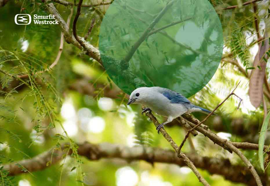 ave azul fauna en bosque ods-15-vida-de-ecosistemas-terrestres