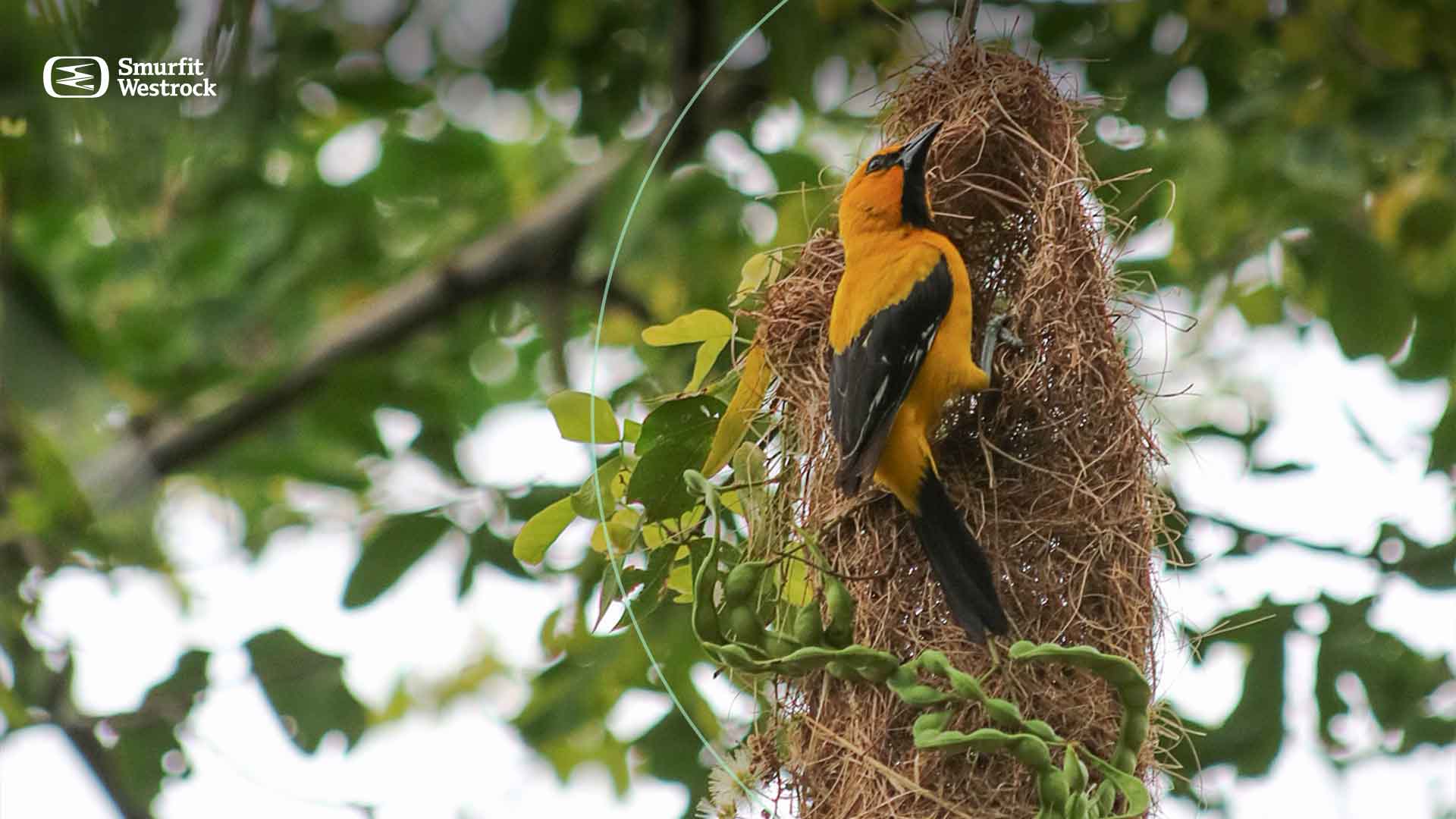 ods-15-vida-de-ecosistemas-terrestres