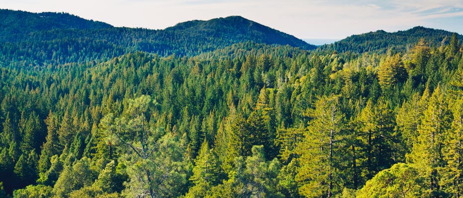 Plantación forestal comercial de Smurfit Kappa Colombia