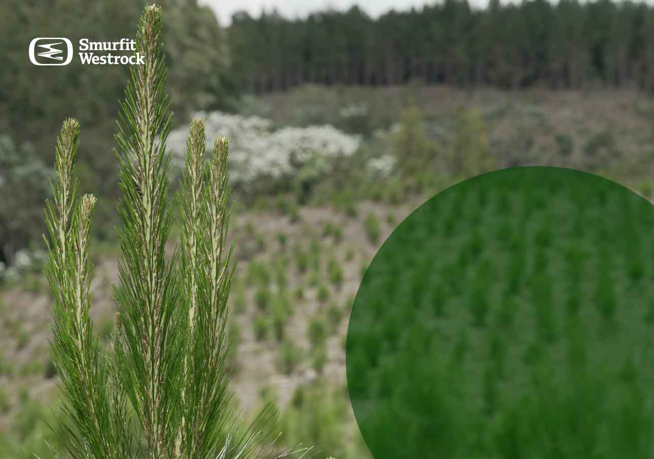 plantaciones-forestales-tipos