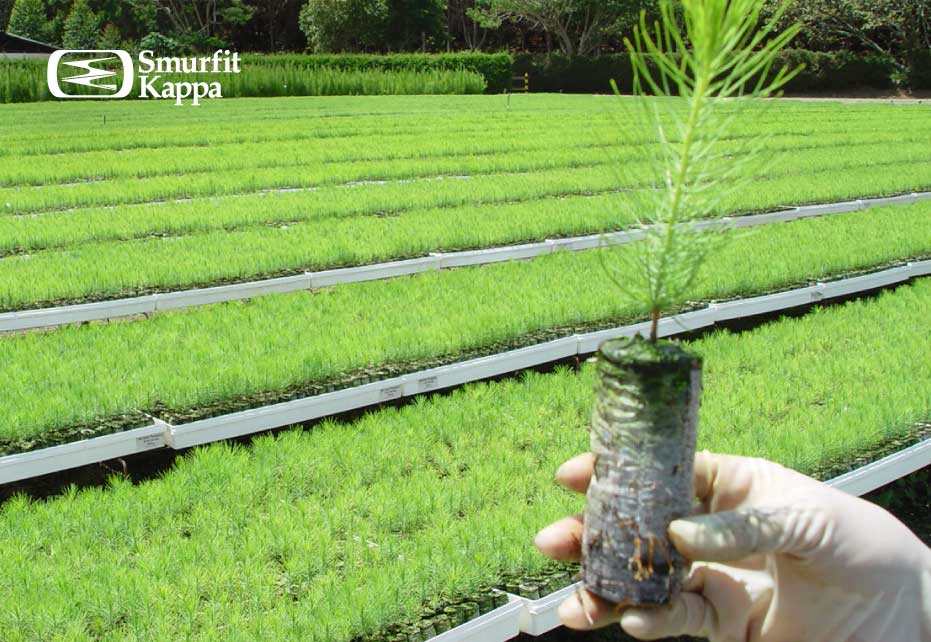 reforestacion-comercial-plantula-pino