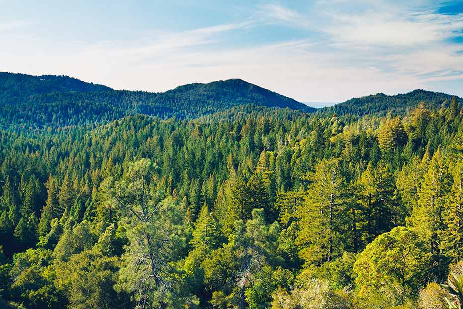 smurfit-kappa-colombia-plantacion-forestal