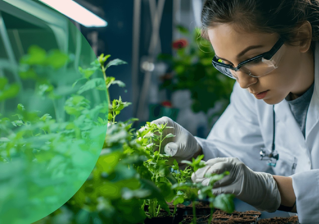 tecnicas-de-fitomejoramiento