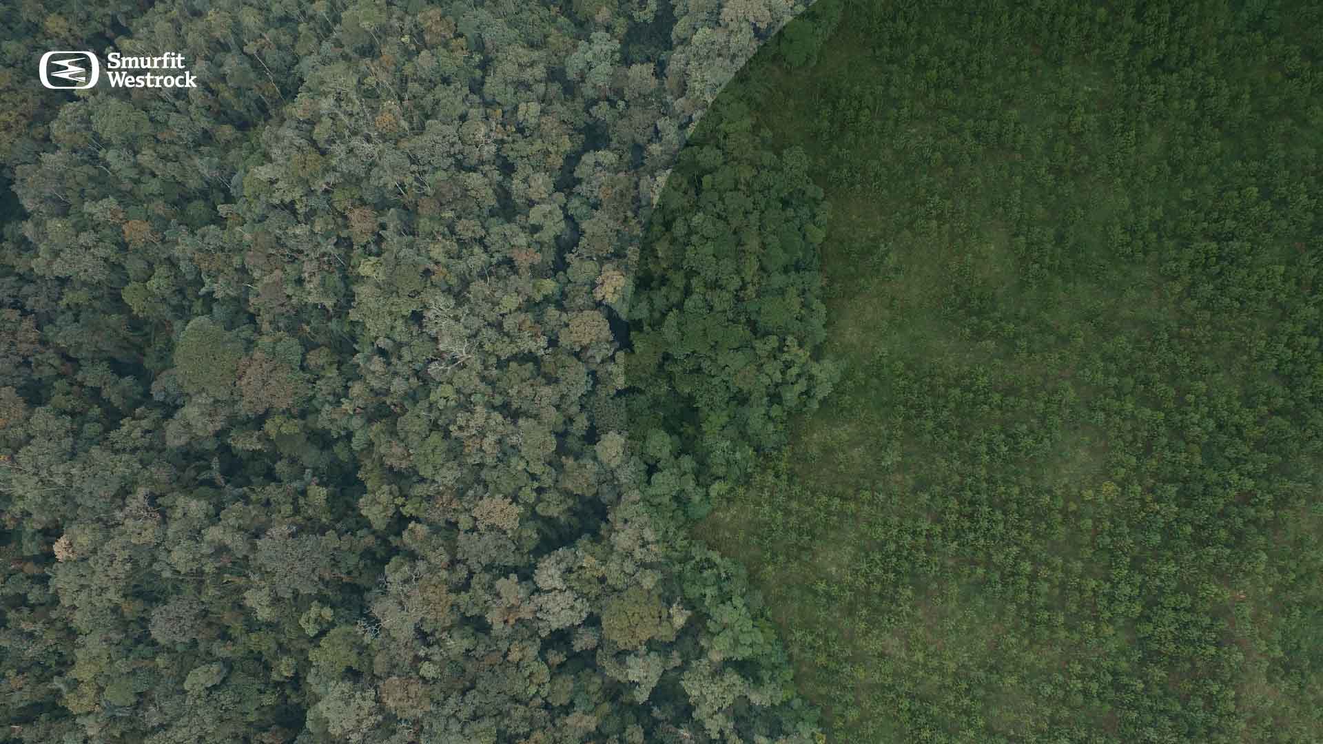 tipos-y-usos-de-las-plantaciones-forestales