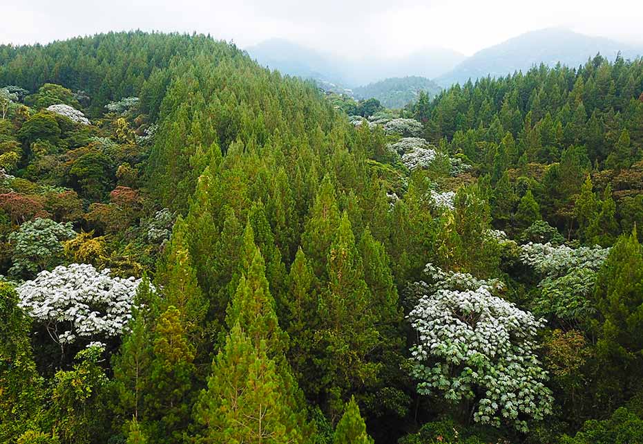 Cultivo forestal de madera bosque natural y bosque comercial