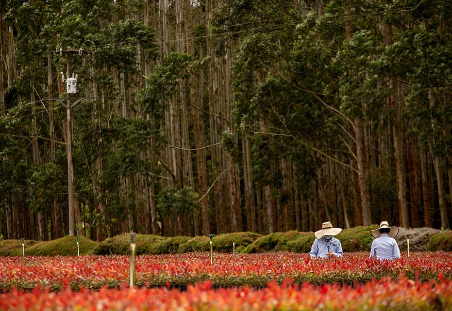 Plantulas de pino en vivero para plantaciones forestales comerciales