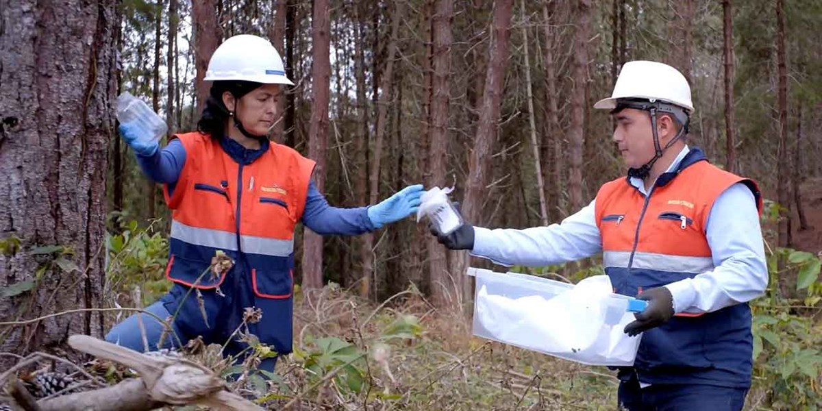 Natural innovations in forestry