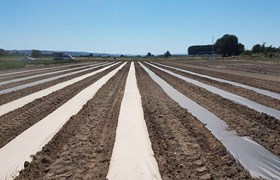 AgroPaper, papír pro mulčování v zemědělství, mulčovací papír, kompostovatelný papír