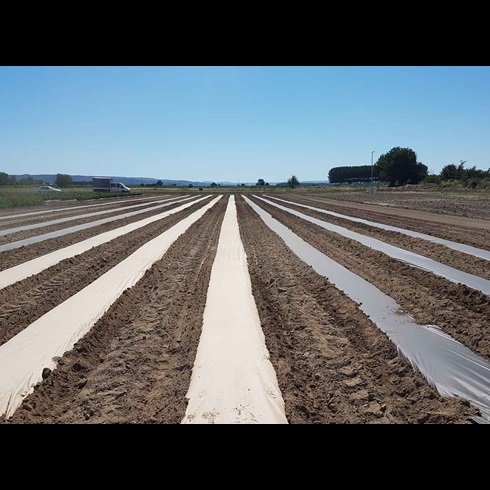 AgroPaper, papír pro mulčování v zemědělství, mulčovací papír, kompostovatelný papír