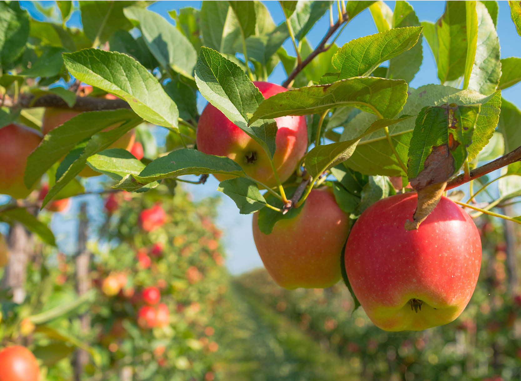 Obaly Bag-in-Box na džusy, obaly na džusy, krabice na džusy