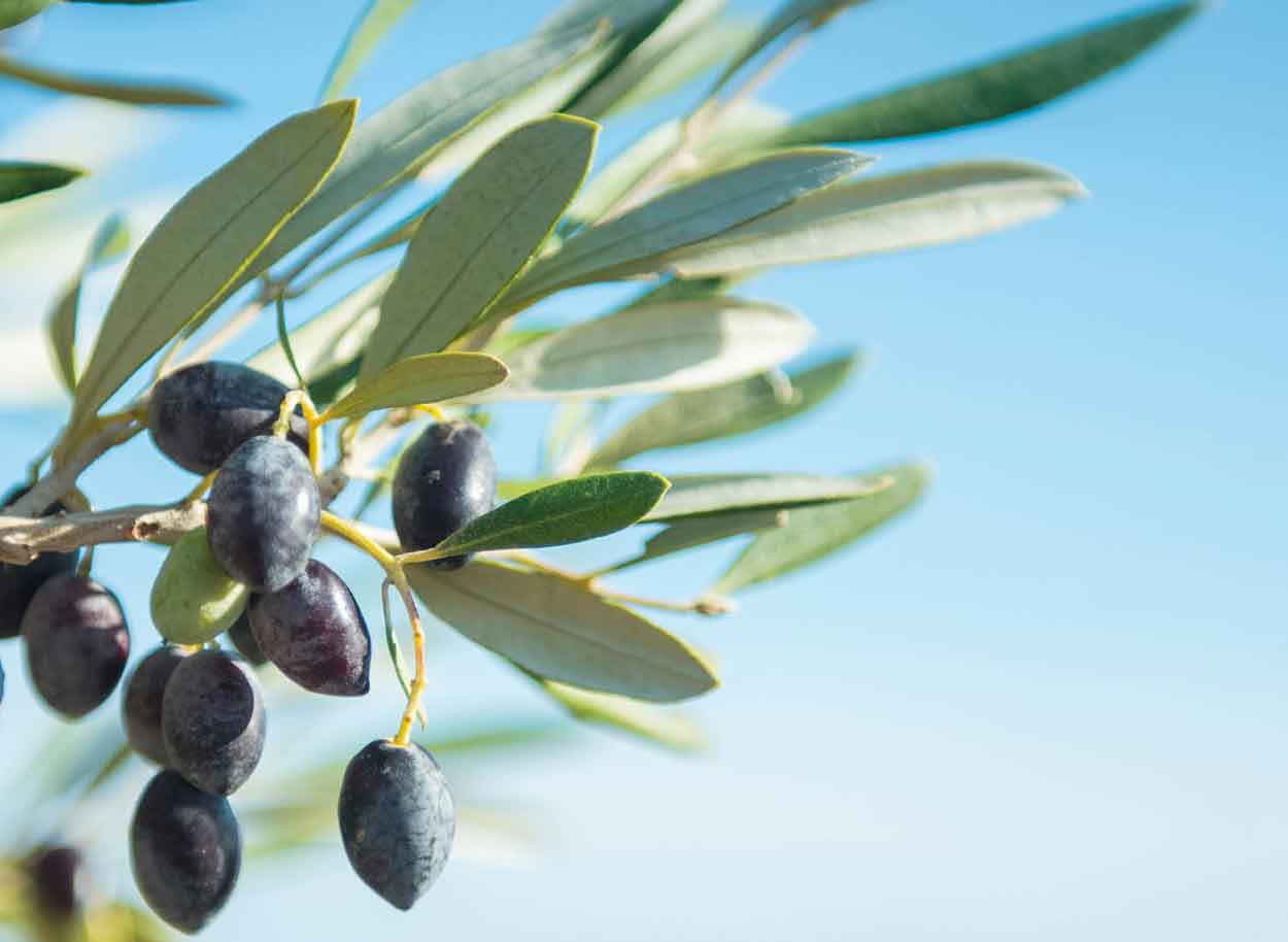 Bag-in-Box, emballage til spiseolie, madolieemballage, emballage til olivenolie