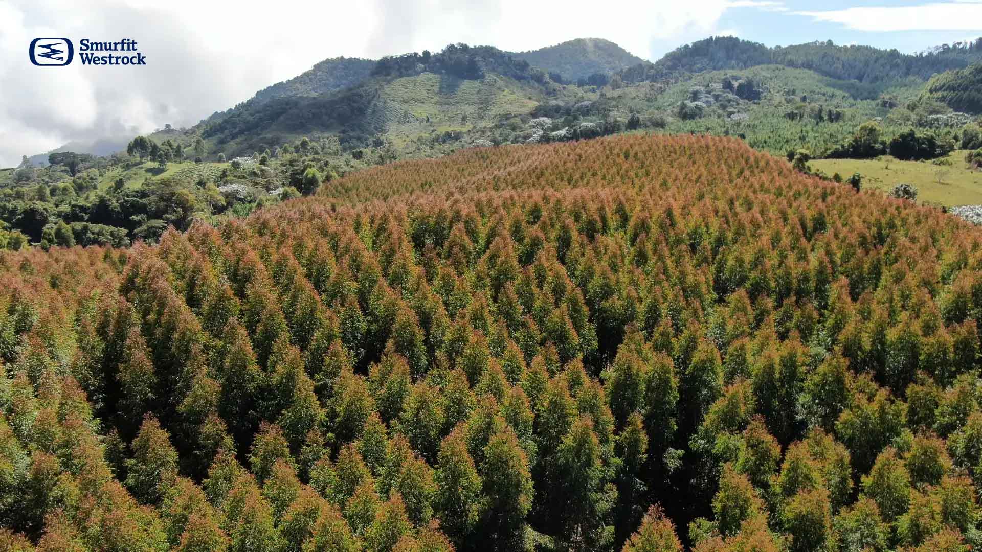 reforestacion-significado-e-importancia-para-las-organizaciones