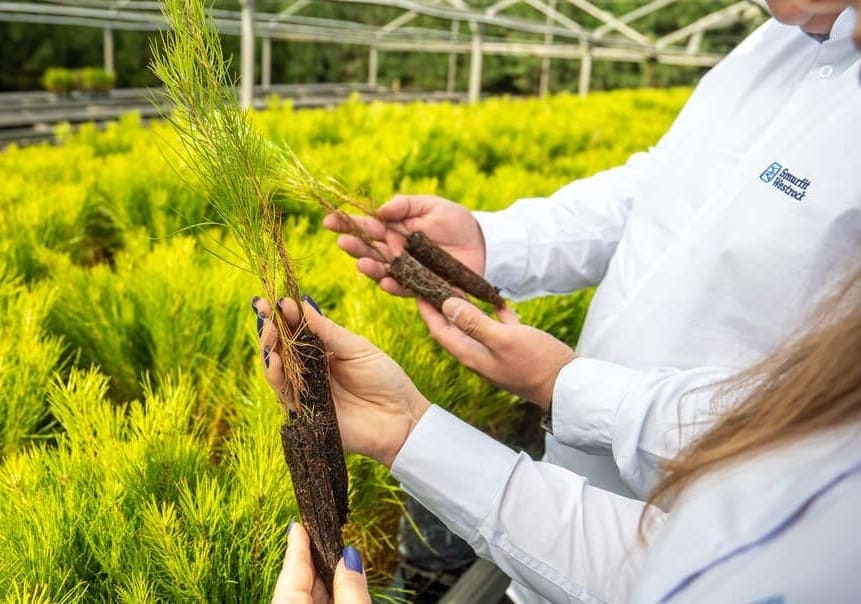 Técnicos de Smurfit WestRock sosteniendo plantines de pino en un vivero forestal. 