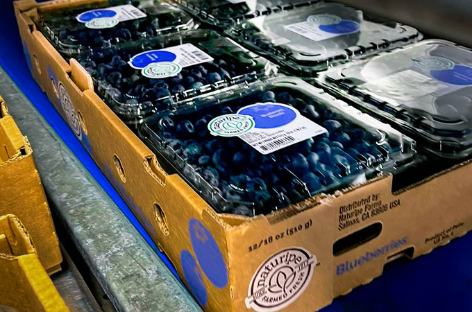 Smurfit Westrock ayudó a Grupo Verfrut a reducir costos y emisiones con empaque sostenible para arándanos