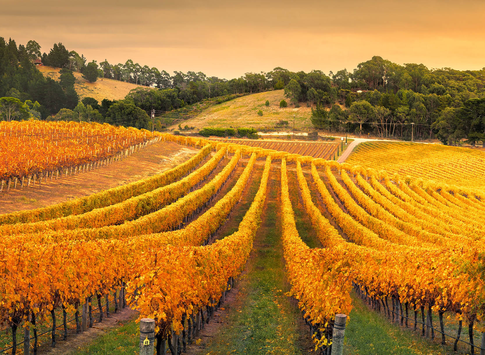 Photo de vignes en automne