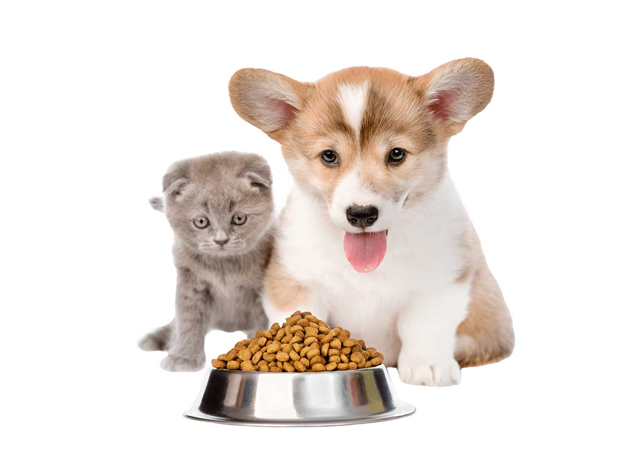 Pet-food-JPG