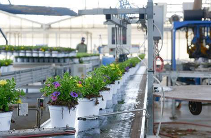 Interno delle serre Copraval