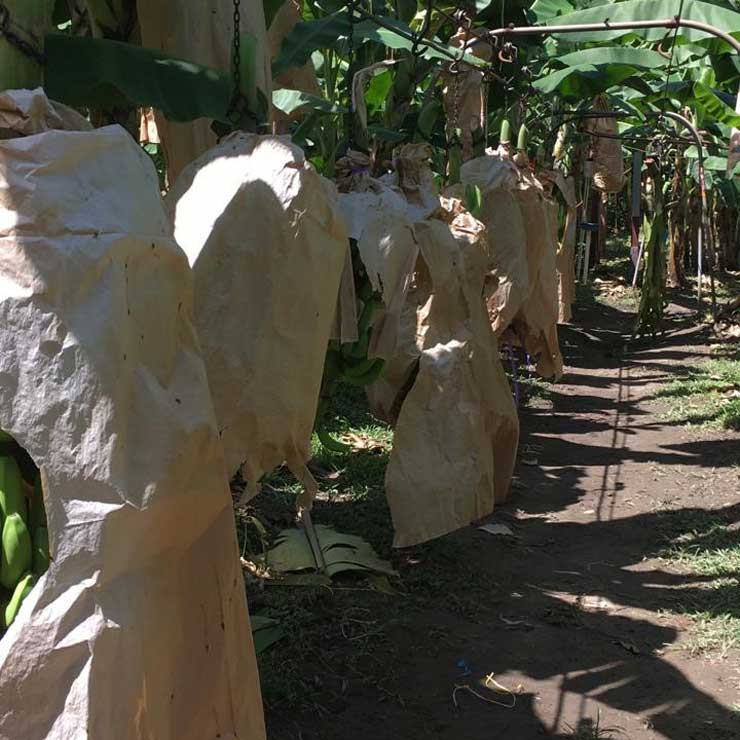 Banabag per avvolgere le banane