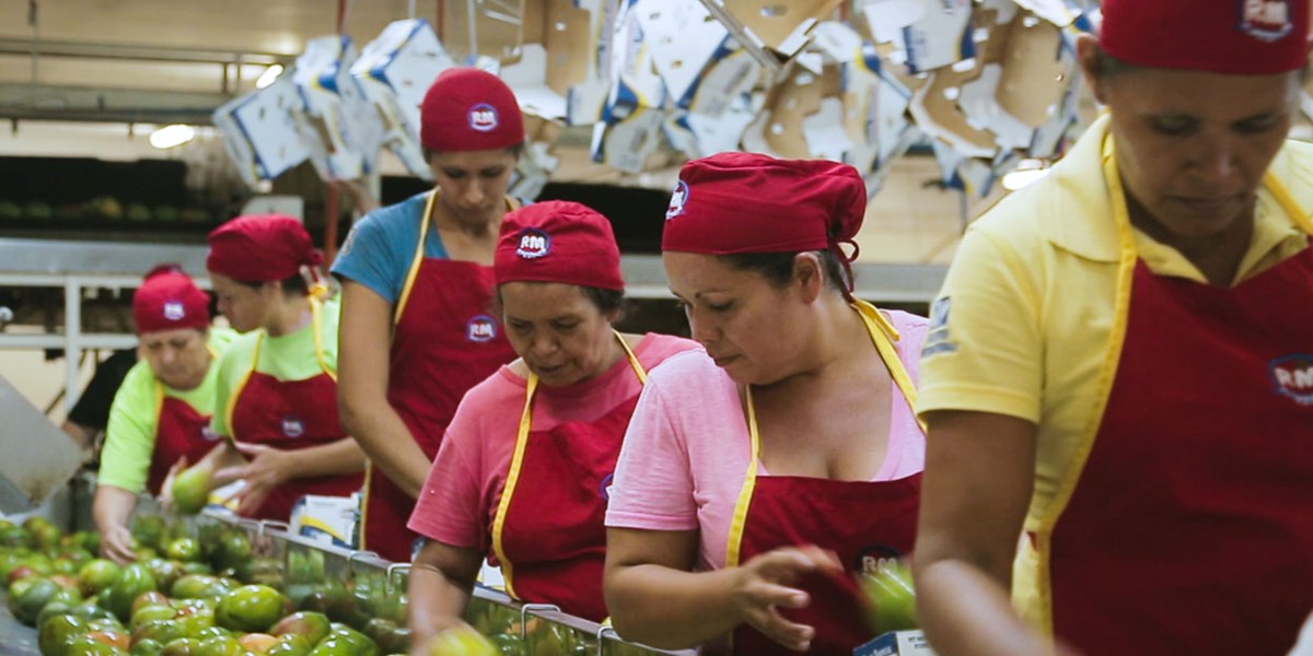 Robertos Mangoes Video