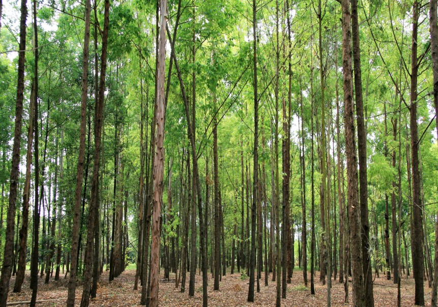 Bosque con árboles de pino altos y alineados  
