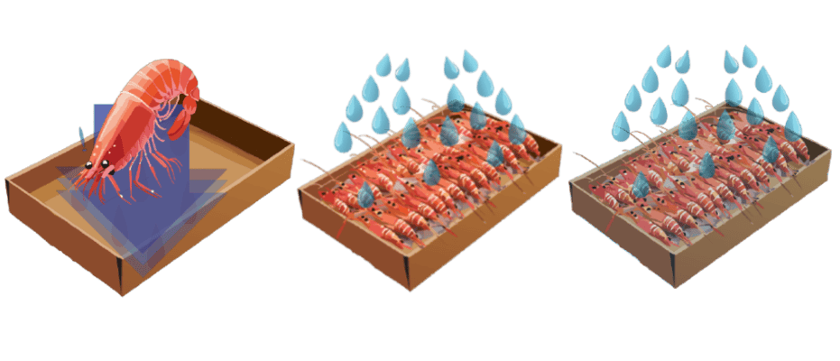 Sea shellfish packaging