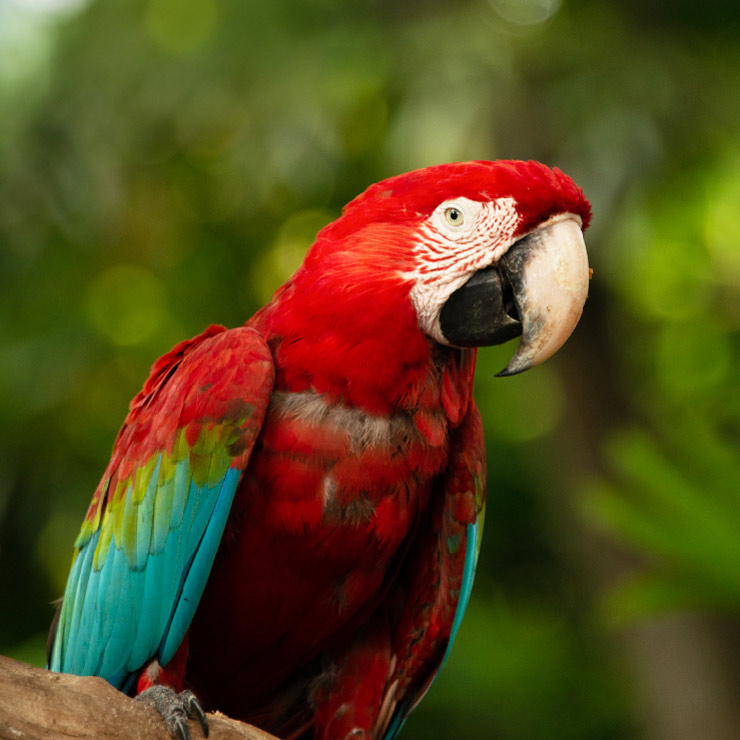 Red parrot